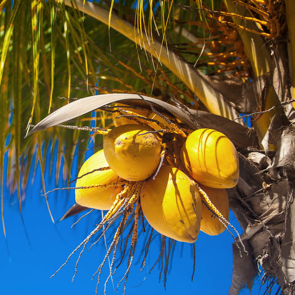 Organic Coconut Blossom Nectar