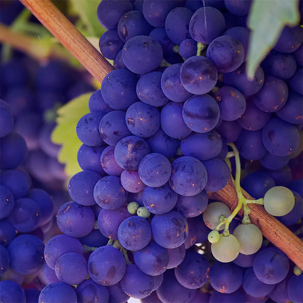 Organic Concord Grape Juice